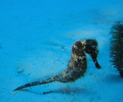 Dive site: Porto Marie Curacao, 
Dutch Antilles and take... by Frank Jong 